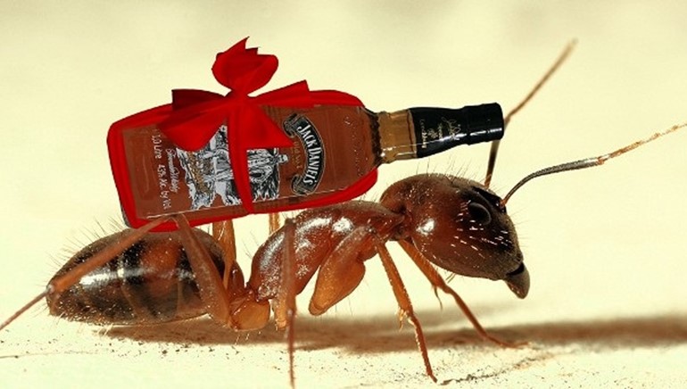 Whiskey